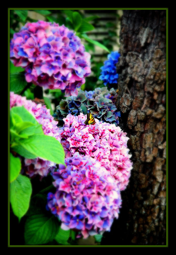 butterflies-and-the-hydreageas Giclee / Colored / 5 x 7 Tracy McCrackin Photography GiclŽe - Tracy McCrackin Photography