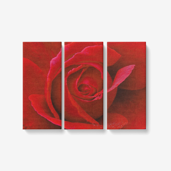 Red Rose- 3 panel wall art - Framed Ready to Hang 3x8"x18" 3 x 8 x 18 / Canvas Only(rolled) Printy6 Wall art - Tracy McCrackin Photography