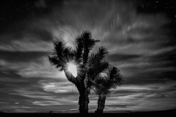 Twilight Tranquility: Joshua Tree Oasis Giclee / Colored / 8 x 10 Tracy McCrackin Photography Wall art - Tracy McCrackin Photography