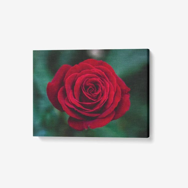 Single Red Rose - 1 Piece Canvas Wall Art - Framed Ready to Hang 24"x18" 24 x 18 / Canvas Only(rolled) Printy6 Wall art - Tracy McCrackin Photography