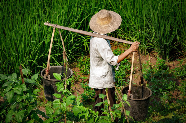 Tending the Fields: The Resilience of a Rice FarmeR Giclee / Colored / 5 x 7 Tracy McCrackin Photography Wall art - Tracy McCrackin Photography