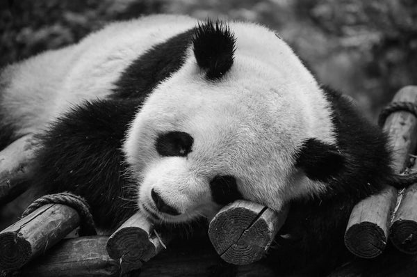 Graceful Giants: Panda Bears of China's Zoo Tracy McCrackin Photography GiclŽe - Tracy McCrackin Photography