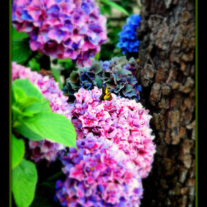 butterflies-and-the-hydreageas Tracy McCrackin Photography GiclŽe - Tracy McCrackin Photography