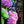 butterflies-and-the-hydreageas Tracy McCrackin Photography GiclŽe - Tracy McCrackin Photography