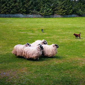 Tranquil Pastures: Sheep Farm in Ireland Giclee / Colored / 8 x 10 Tracy McCrackin Photography Wall art - Tracy McCrackin Photography
