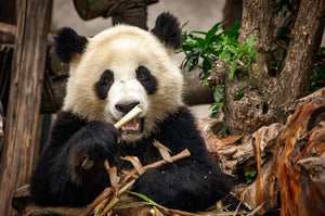 Bamboo Serenity: Panda Bear in Peaceful Contemplation Giclee / Colored / 5 x 7 Tracy McCrackin Photography Wall art - Tracy McCrackin Photography