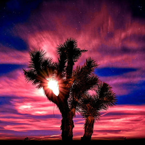 Twilight Tranquility: Joshua Tree Oasis Giclee / Colored / 8 x 10 Tracy McCrackin Photography Wall art - Tracy McCrackin Photography