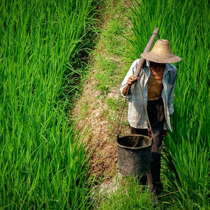 Strength of the Land: Portrait of a Chinese Farmer Giclee / Colored / 5 x 7 Tracy McCrackin Photography GiclŽe - Tracy McCrackin Photography