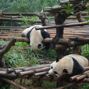 Sacred Guardians: Capturing China's Pandas Giclee / Colored / 5 x 7 Tracy McCrackin Photography Wall art - Tracy McCrackin Photography