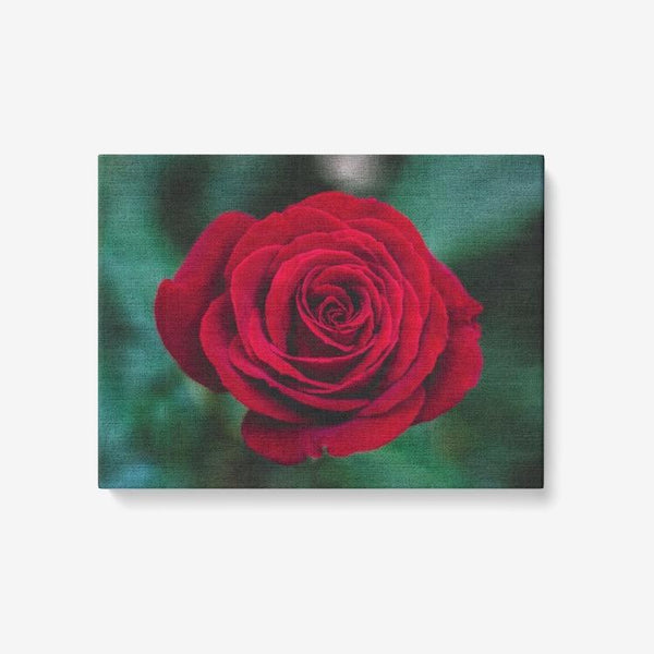 Single Red Rose - 1 Piece Canvas Wall Art - Framed Ready to Hang 24"x18" 24 x 18 / Canvas Only(rolled) Printy6 Wall art - Tracy McCrackin Photography