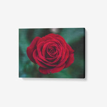 Load image into Gallery viewer, Single Red Rose - 1 Piece Canvas Wall Art - Framed Ready to Hang 24&quot;x18&quot; 24 x 18 / Canvas Only(rolled) Printy6 Wall art - Tracy McCrackin Photography