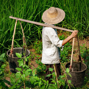 Tending the Fields: The Resilience of a Rice FarmeR Giclee / Colored / 5 x 7 Tracy McCrackin Photography Wall art - Tracy McCrackin Photography