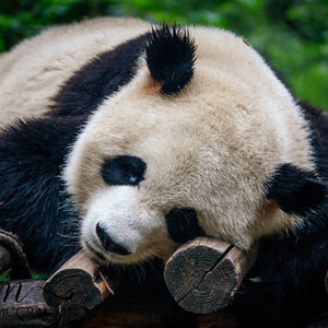 Graceful Giants: Panda Bears of China's Zoo Giclee / Colored / 5 x 7 Tracy McCrackin Photography GiclŽe - Tracy McCrackin Photography