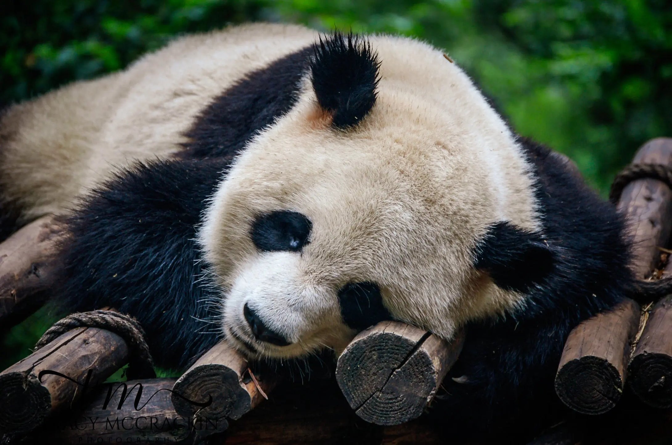 Graceful Giants: Panda Bears of China's Zoo Giclee / Colored / 5 x 7 Tracy McCrackin Photography GiclŽe - Tracy McCrackin Photography