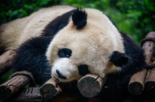 Load image into Gallery viewer, Graceful Giants: Panda Bears of China&#39;s Zoo Giclee / Colored / 5 x 7 Tracy McCrackin Photography GiclŽe - Tracy McCrackin Photography